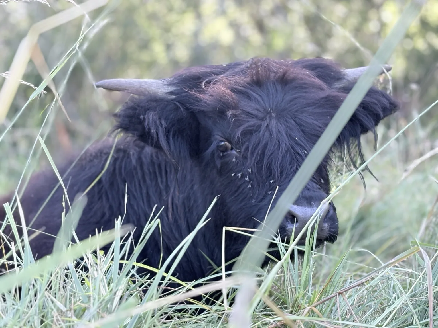 Highland noire dans l'herbe