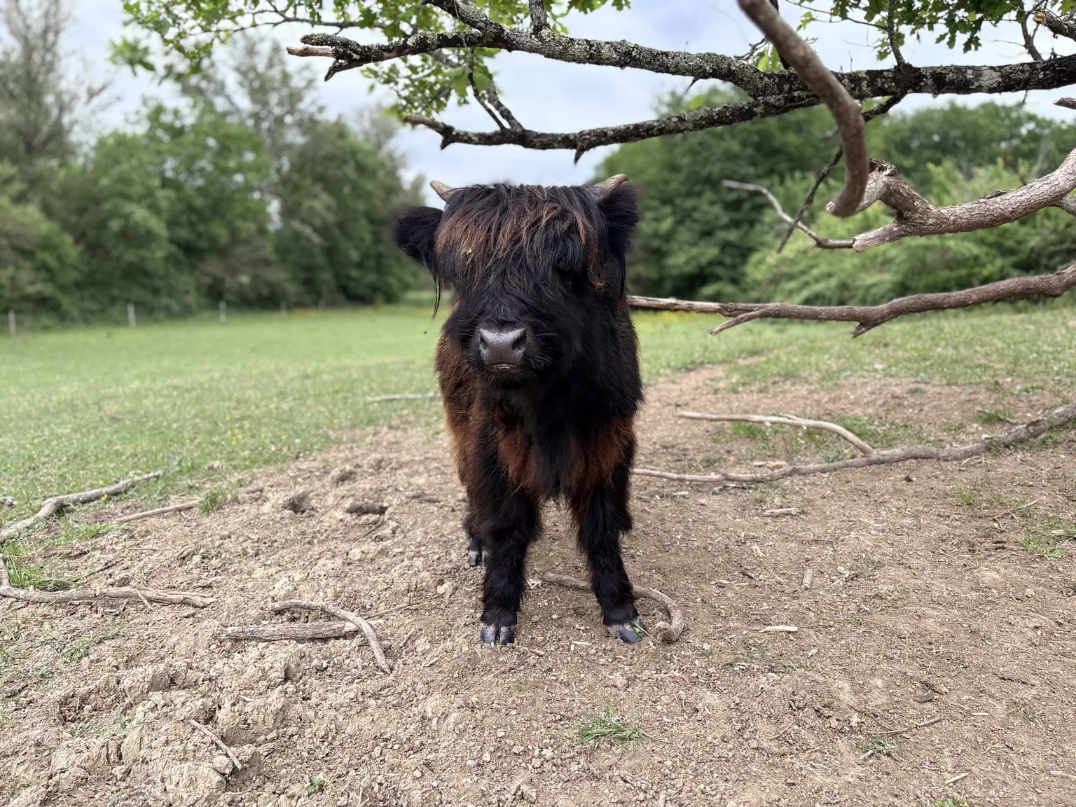 Jeune Highland noire