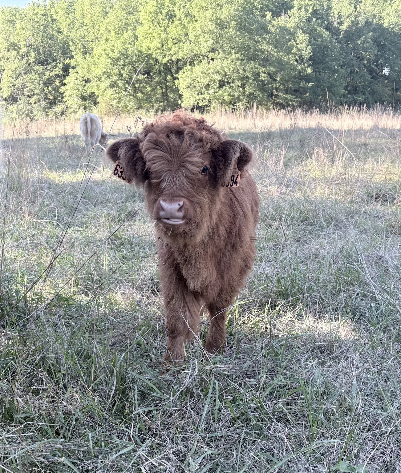 Jeune veau Highland