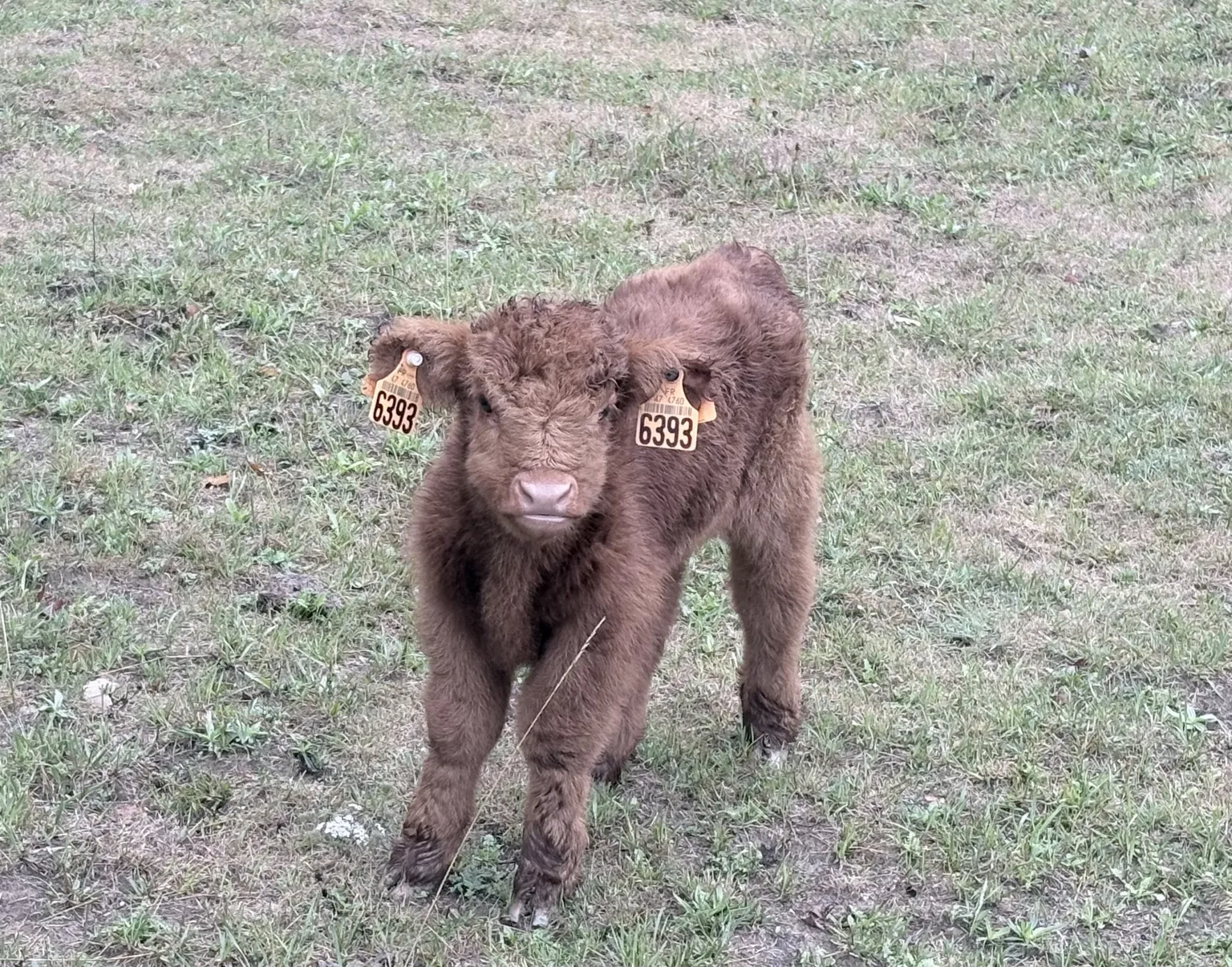 Jeune veau Highland au pré