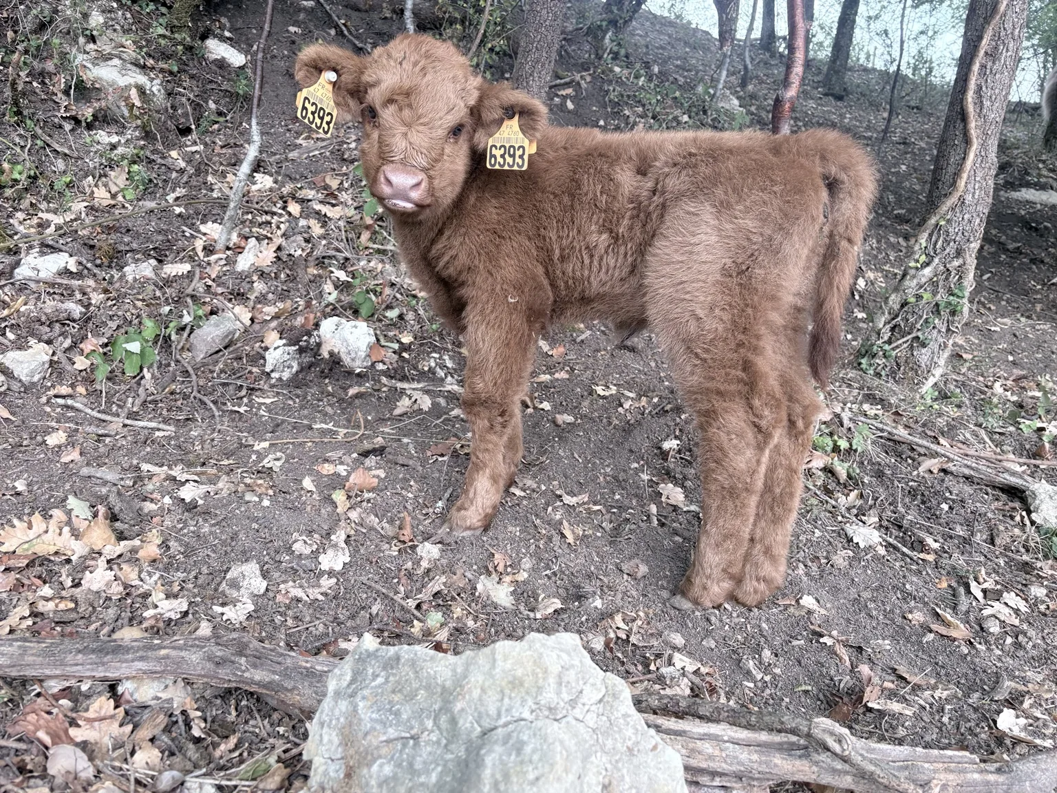 Jeune veau Highland