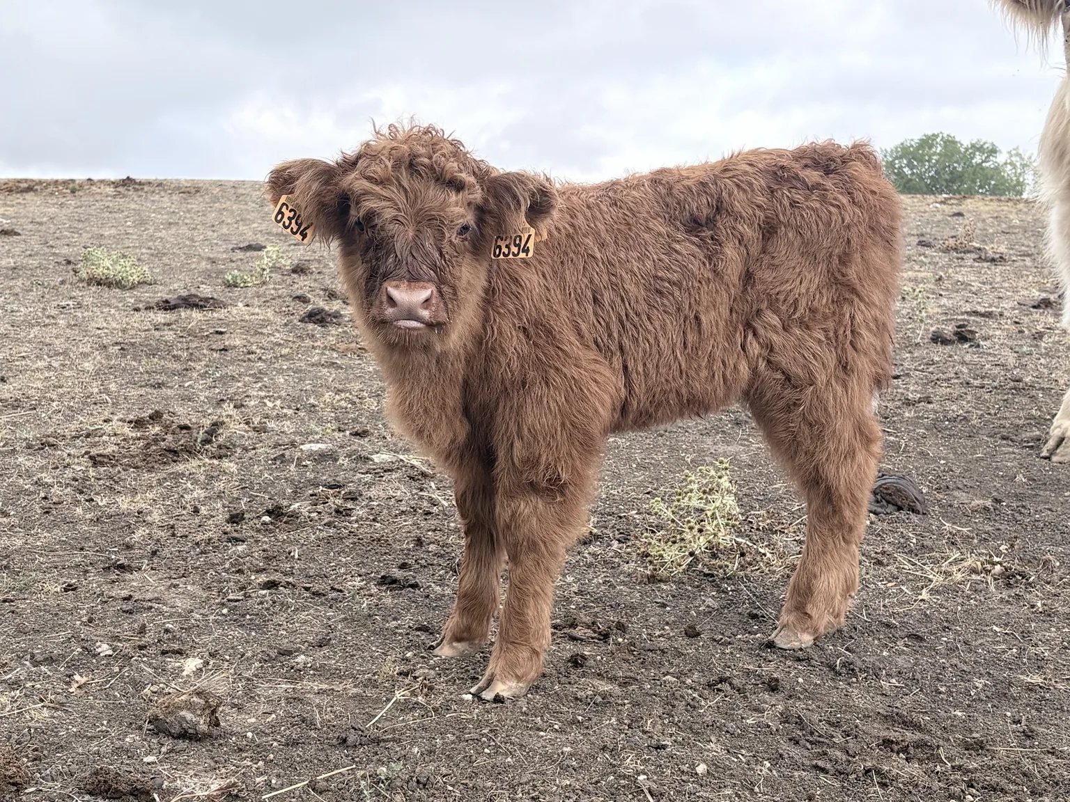Jeune Highland