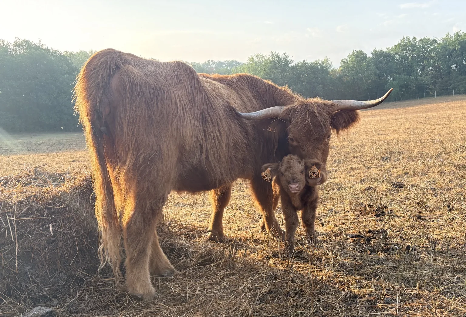 Vache Highland avec son veau