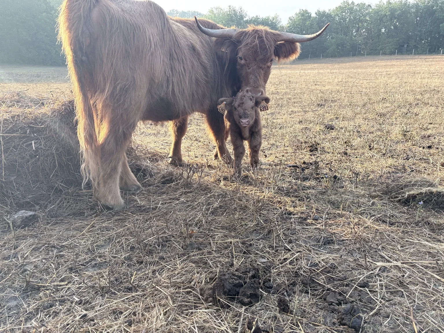 Mère Highland et son veau