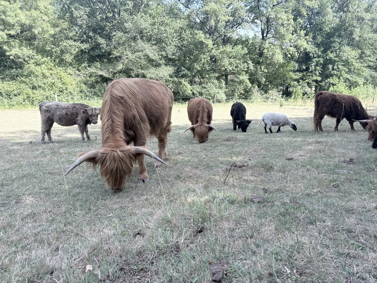 Troupeau Highland au pré