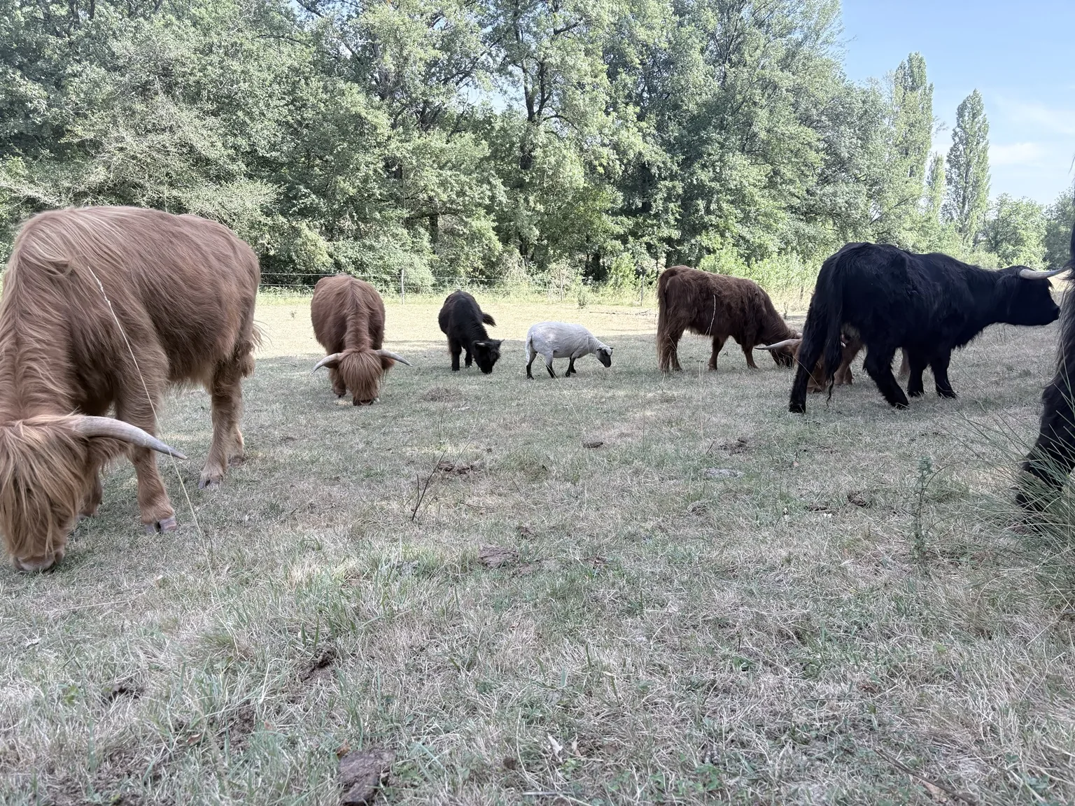 Troupeau Highland Cattle à la Ferme du Bois de Sudres