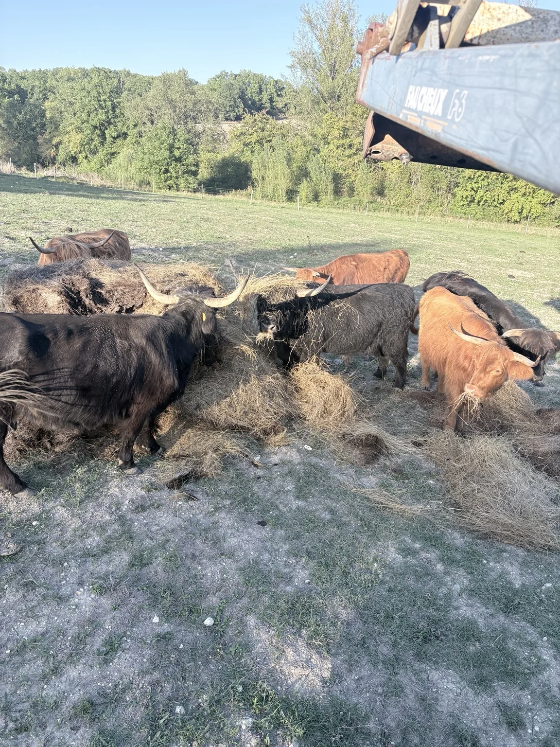 Highland Cattle du troupeau de la Ferme du Bois de Sudres