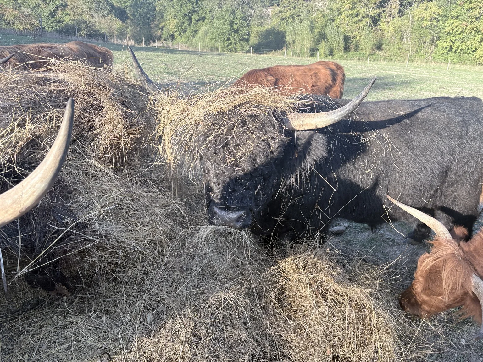 Highland Cattle du troupeau de la Ferme du Bois de Sudres