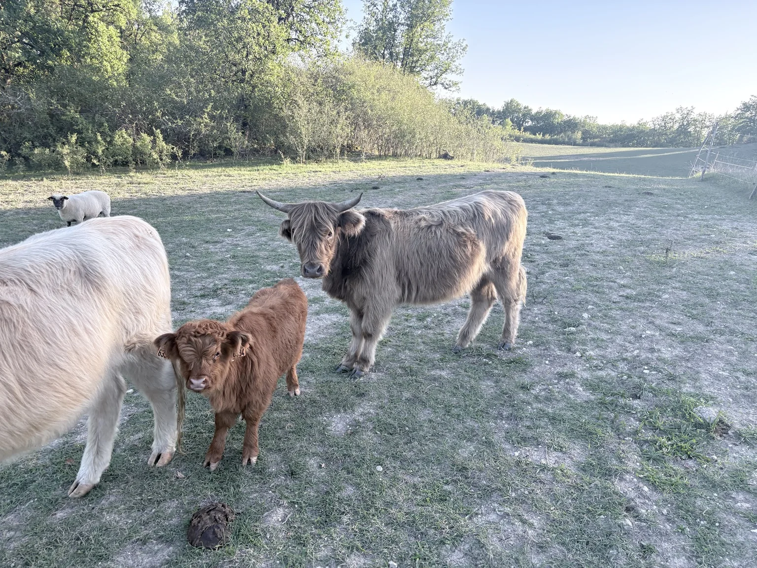 Highland Cattle du troupeau de la Ferme du Bois de Sudres