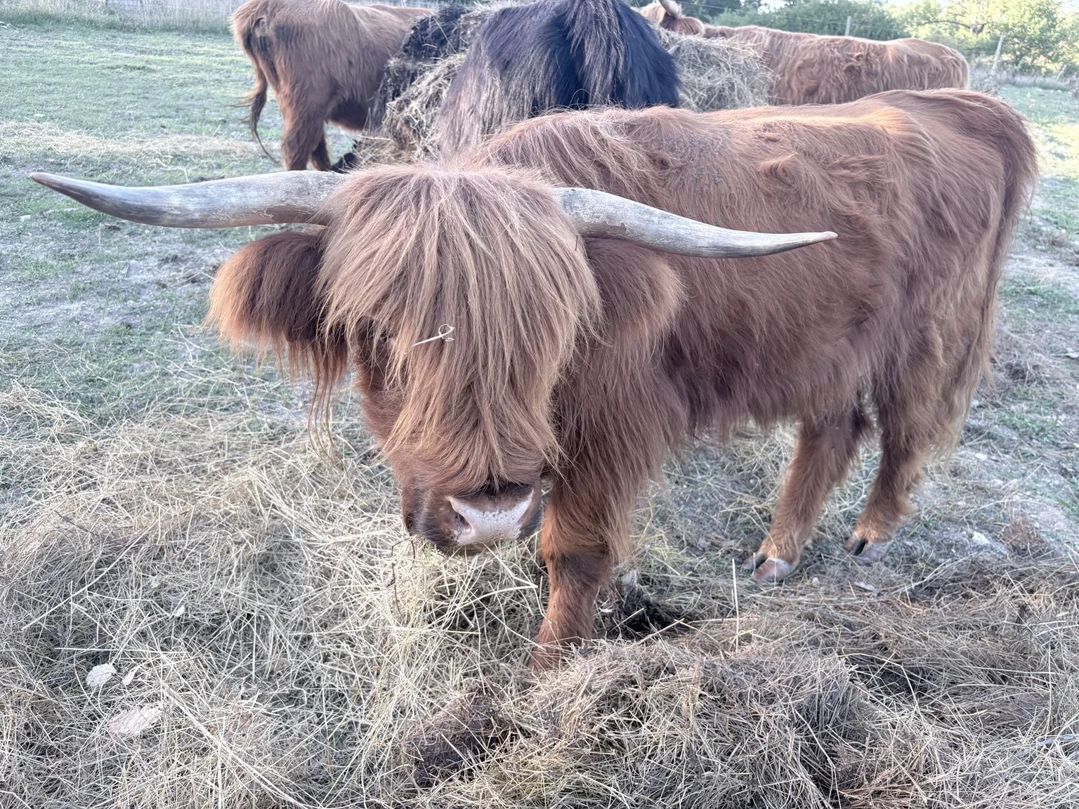 Highland Cattle du troupeau de la Ferme du Bois de Sudres