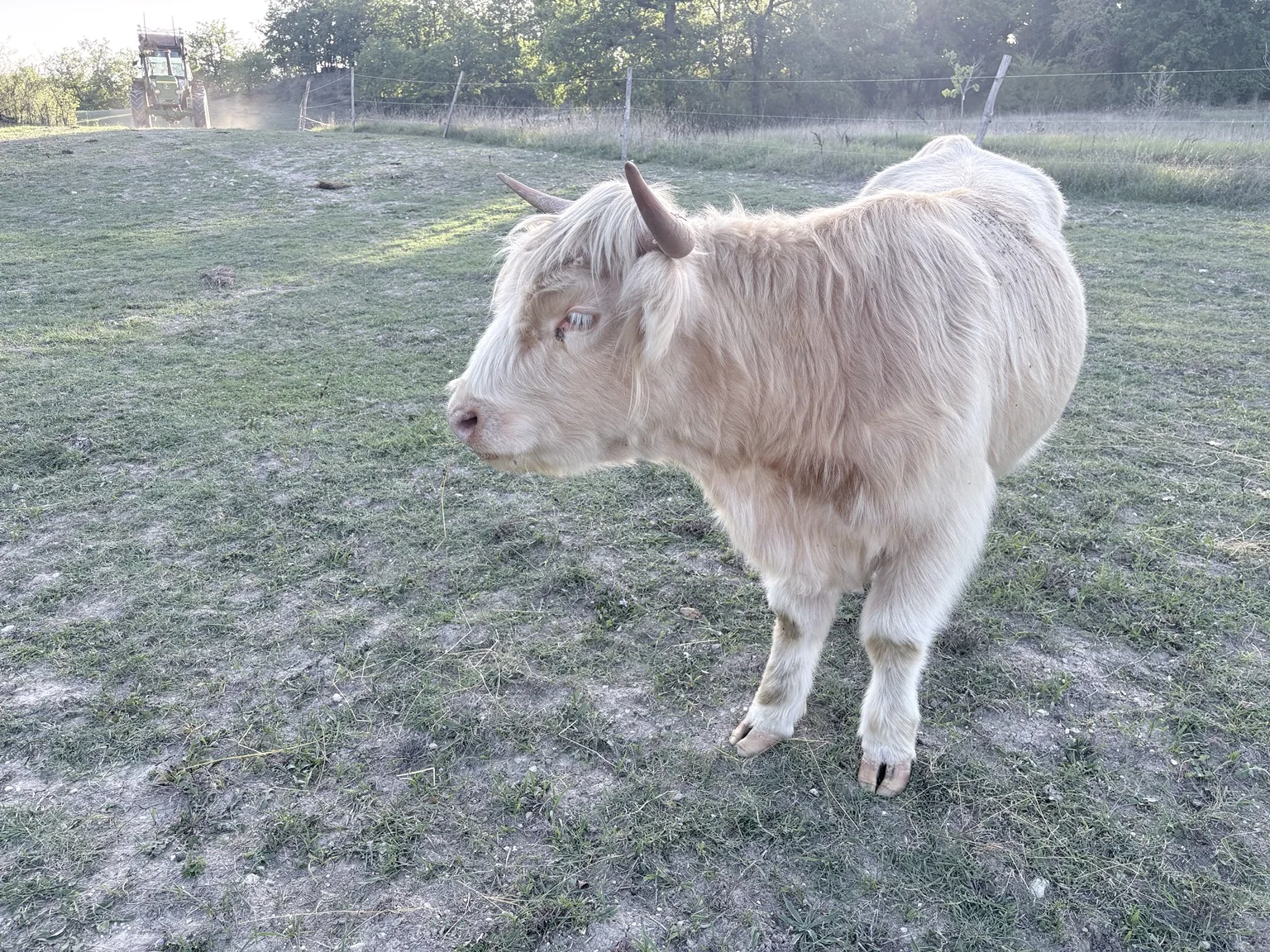 Highland Cattle du troupeau de la Ferme du Bois de Sudres