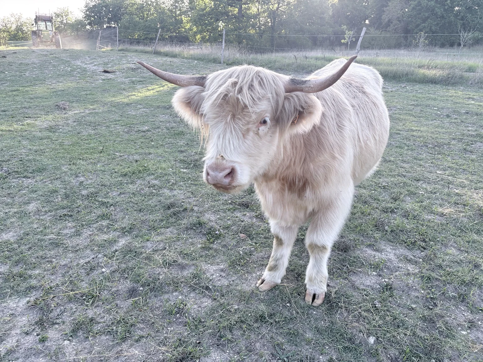 Highland Cattle du troupeau de la Ferme du Bois de Sudres