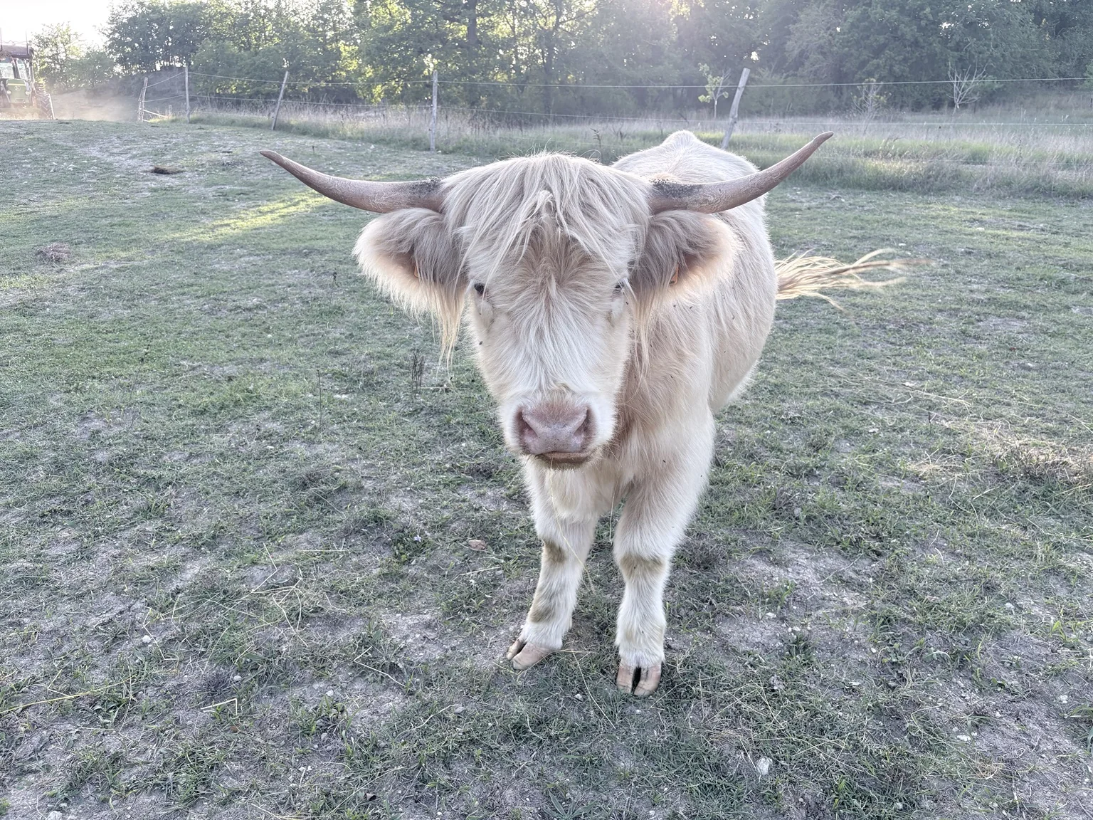 Highland Cattle du troupeau de la Ferme du Bois de Sudres