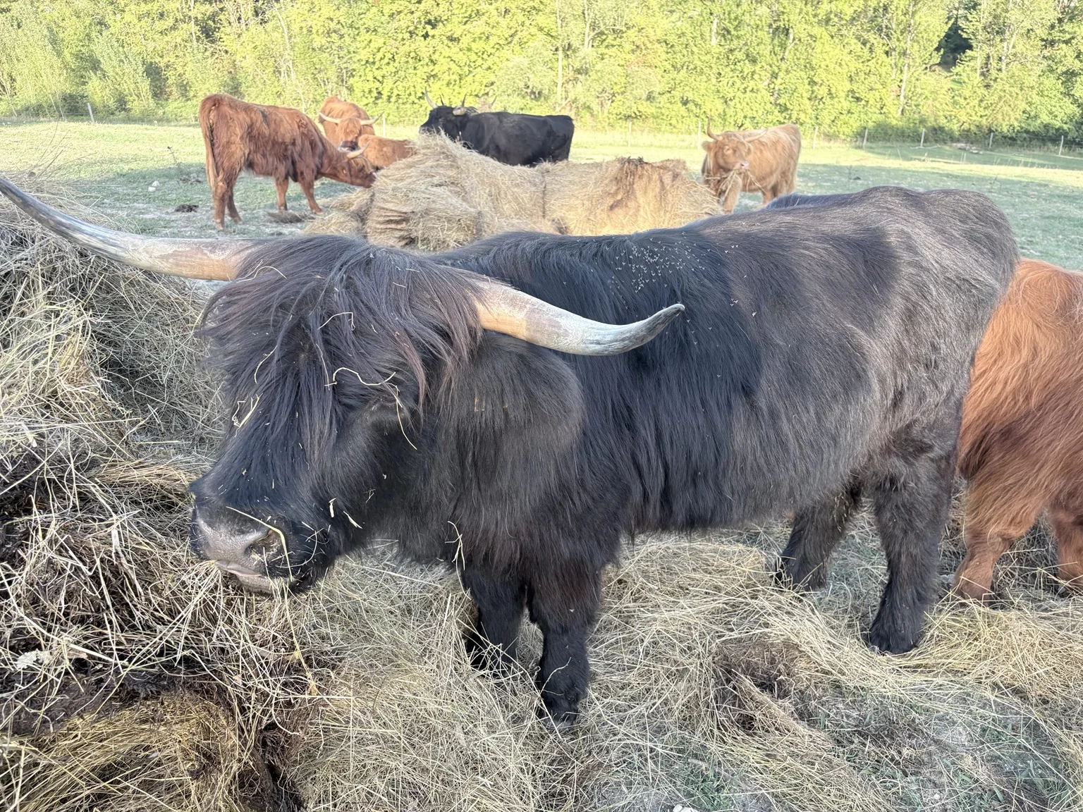 Highland Cattle du troupeau de la Ferme du Bois de Sudres